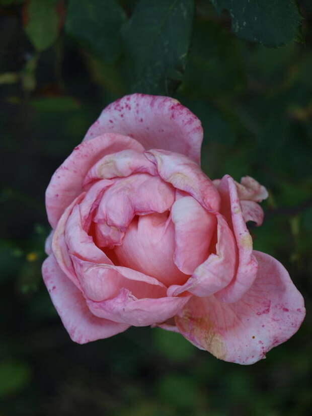 заболевшая розовая роза