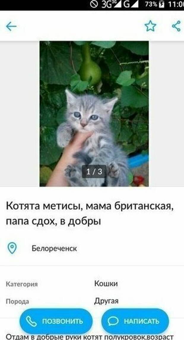 Юмористы и их объявления с Авито Юмористы и их объявления с Авито авито, авто, объявление, покупка, прикол, продажа, шутка, юмор