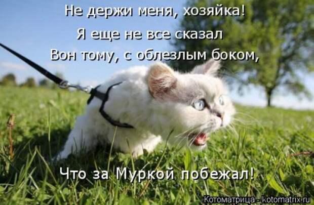 Котоматрица свежак (36 шт)