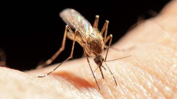 Как защититься от комаров на даче: лучшие средства и лайфхаки