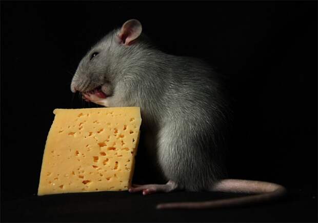 Про мышей и сыр. Что едят мышки. Крыса и сыр. Мышь ест сыр. Мышонка еда.
