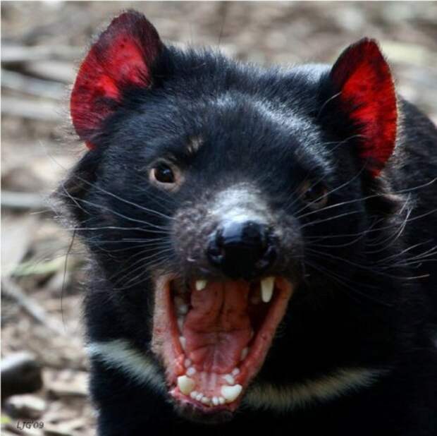 Сумчатый чёрт или тасманийский дьявол (15 фото+видео)