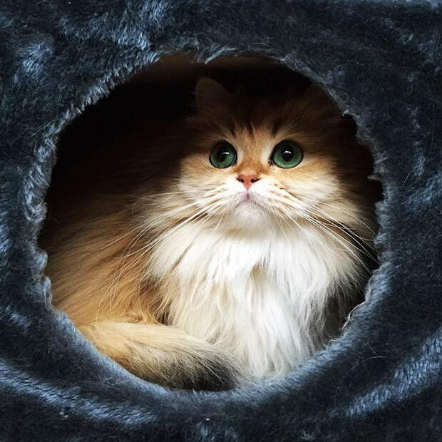 Самый фотогеничный кот на свете: встречайте Смузи! Самый фотогеничный кот на свете: встречайте Смузи!