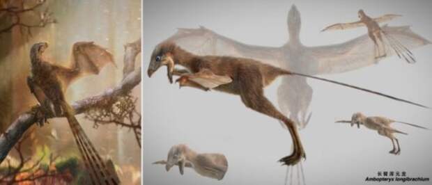 Эволюция провела эксперимент, создав динозавра с крыльями летучей мыши