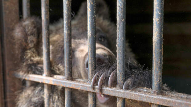 У москвича забрали медведей и львов, которых держали без ухода в тесных вольерах