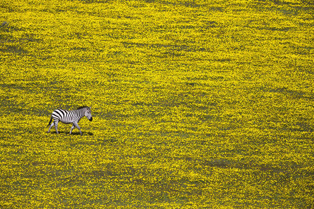 Одинокая зебра посреди поля, полного цветов