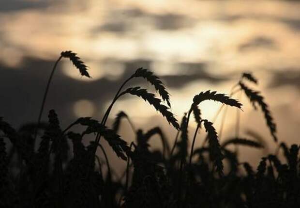 Ears of wheat are seen on sunset in a field of Triticum farm in Omsk Region, Russia September 16, 2020. Picture taken September 16, 2020. REUTERS/Alexey Malgavko