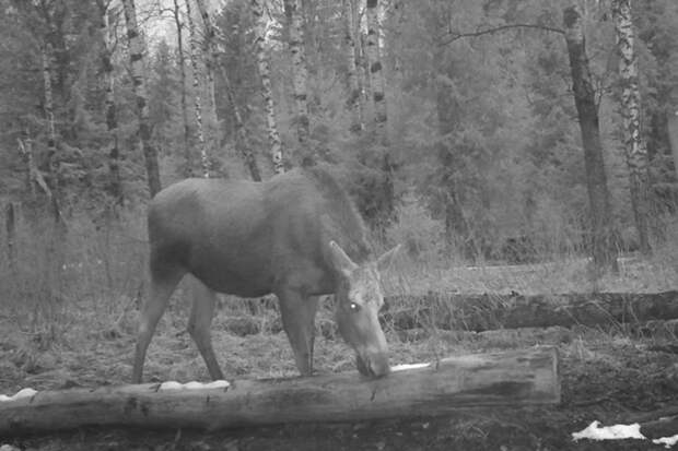 Ночной перекус лосей попал в объектив фотоловушки российского природного заказника