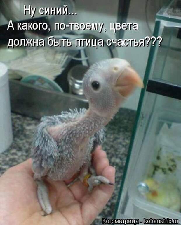 Забавные котоматрицы