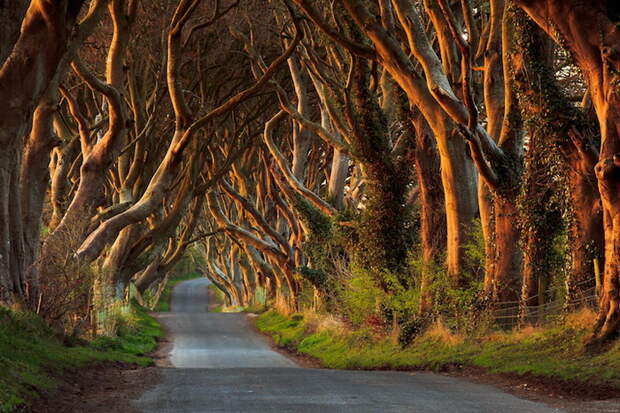 Ирландская буковая аллея Дарк Хэджес (Dark Hedges). Фотограф Przemys&#322;aw Zdrojewski