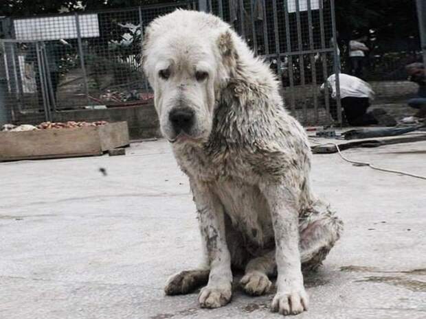 dog Старый пес, брошенный хозяевами умирать в питомнике, спас четыре жизни