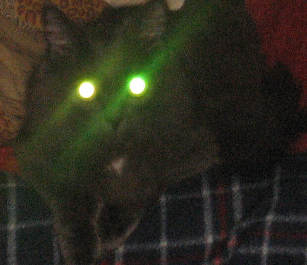 Немного про кота животные, коты