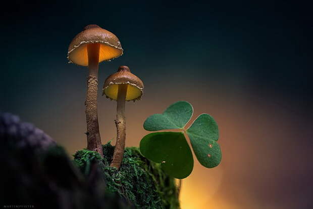 Грибы в фотографиях Martin Pfister Грибы в фотографиях Martin Pfister