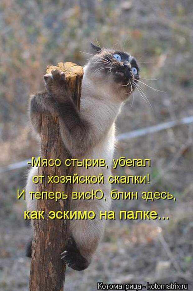 Лучшие котоматрицы недели Лучшие котоматрицы недели