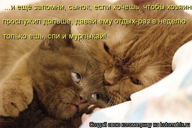 Забавные котоматрицы