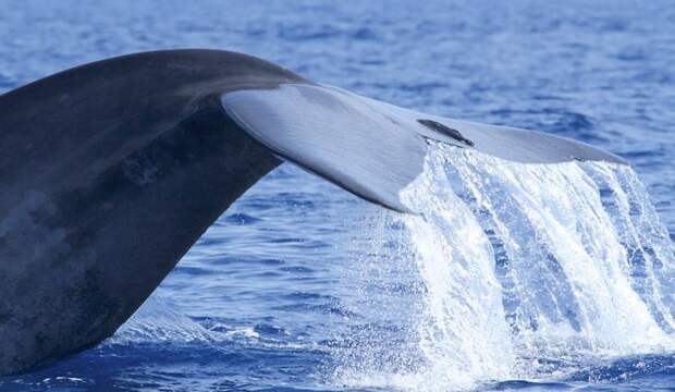 Синий кит животное самое большое на земле, фото