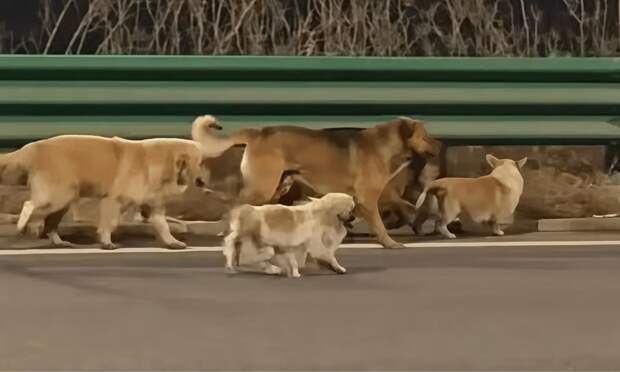 Собаки, которых хотели пустить на мясо в Китае, устроили побег и прославились в Интернете
