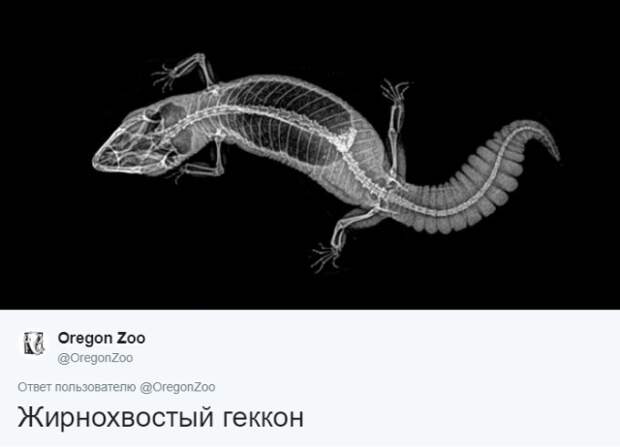 Интересные рентгеновские снимки различных животных