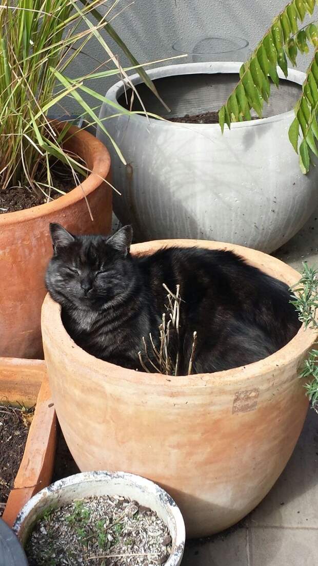 кот в горшке