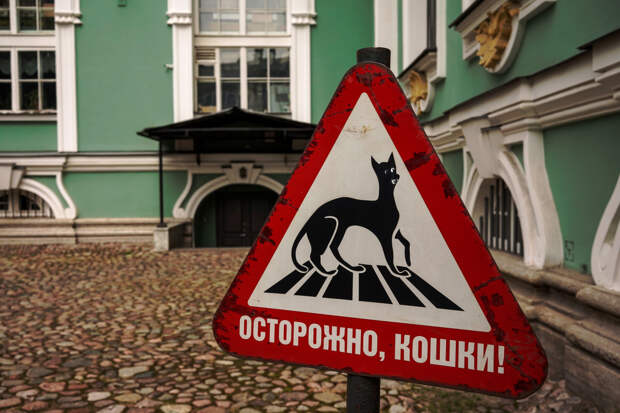 Названы самые «кошачьи» города России