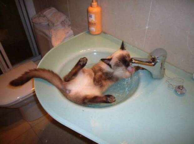 Неправильные коты  вода, кот