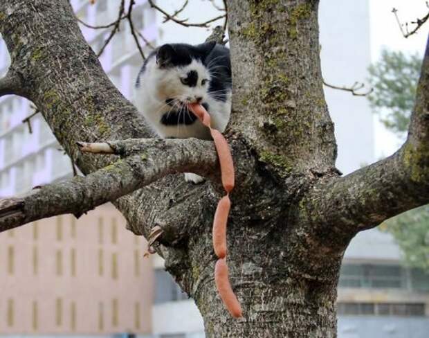 Очаровательные кошки-воришки (15 фото)