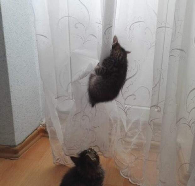 Блог - 20 комичных фото питомцев, которые, похоже, променяли свою совесть на вкусняшку 20 комичных фото питомцев, которые, похоже, променяли свою совесть на вкусняшку