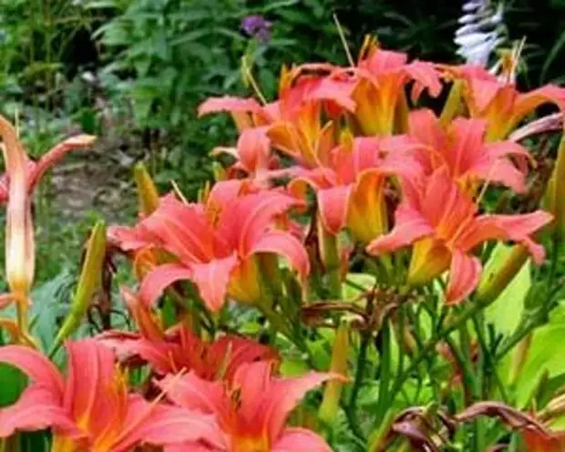 daylily