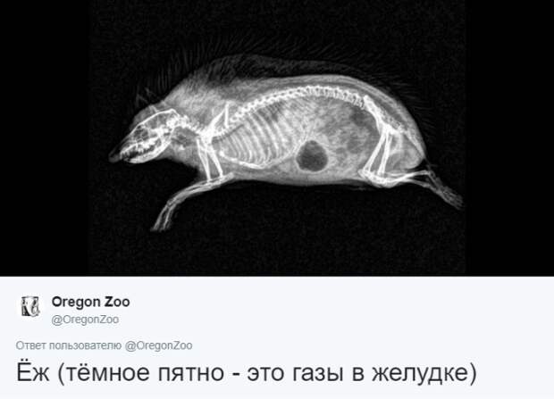Интересные рентгеновские снимки различных животных