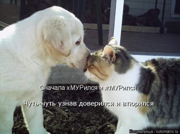 Котоматрица свежак (36 шт)