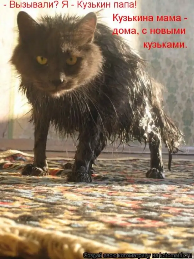 Кузькин дом. Ободранный кот. Смешные котики мокрые. Черный драный кот. Мстительные коты.