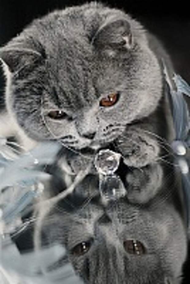 Кошки и Котята 9
