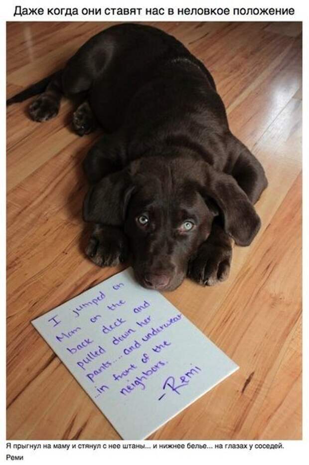Пост для тех, у кого есть собака
