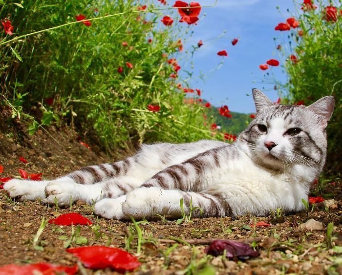 Фотогеничность зашкаливает: кот, который всегда замечательно выходит на снимках Нянкичи, животные, знаменитость, кот, фотогеничность, фотография, япония