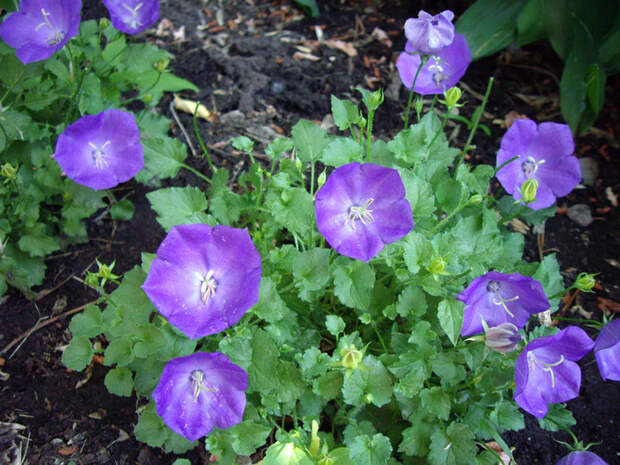 http://www.floraprice.ru/v2/wp-content/uploads/2012/01/kolokol4.jpg