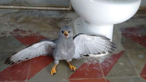 My Employee Forgot To Close The Bathroom Window Last Night. I Think It's A Baby Hawk