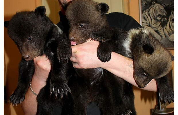 Во вторник, 22 марта, в харьковском зоопарке показали тройню бурых медвежат, сообщается на сайте зоопарка. зоопарк, медведь, пополнение, харьков