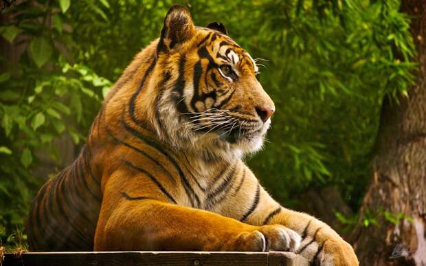 10 интересных фактов о тиграх! Белый тигр, Факты о тиграх, животные, коты, тигры, факты