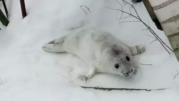 В Петербурге спасли двух детёнышей нерпы