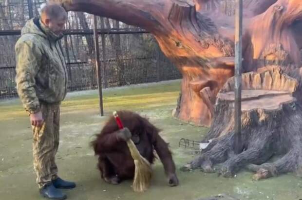 В «Тайгане» орангутан Дана стала уборщицей