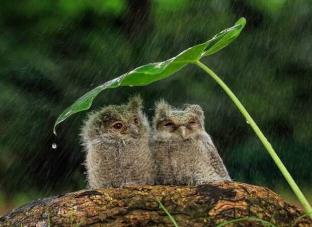 Совята под листиком =) сова, лист, Дождь, Индонезия