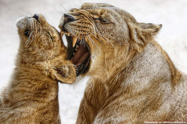 Портреты животных