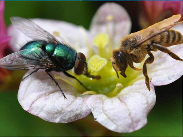 Кто ты - муха или пчела? (притча)