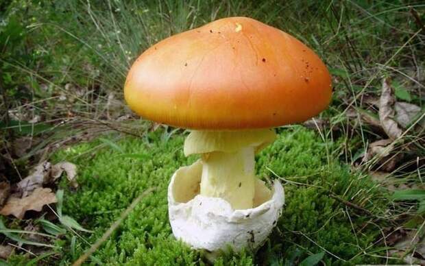 9. Цезарский гриб / Amanita caesarea грибы, факты, это интересно