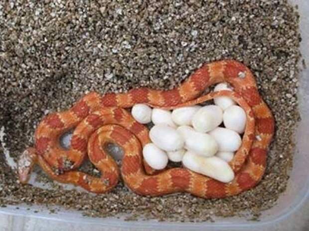 Интересные факты о пресмыкающихся: как размножаются змеи