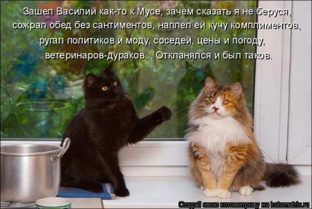 Свежая котоматрица (20 фото)