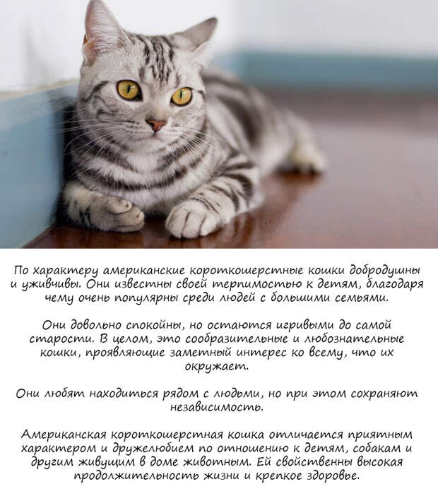8 пород кошек для тех, у кого их никогда не было