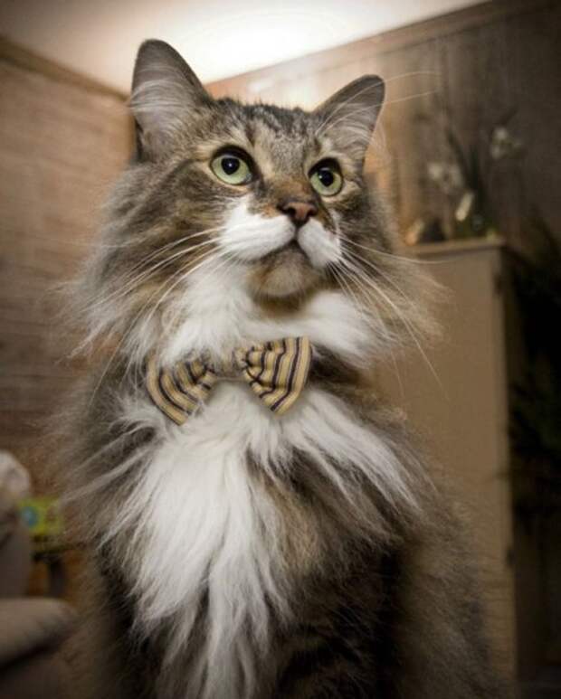 Коты и кошки в одежде (28 фото)