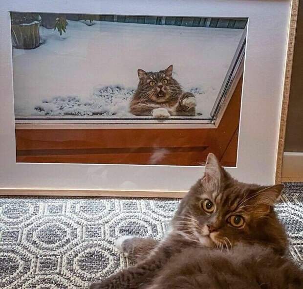 Смешные кадры с животными, которые поднимут настрой