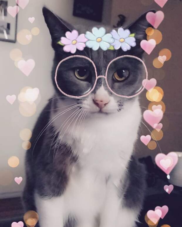 8 милых масок Snapchat для домашних животных